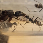 camponotus inicio antverso3