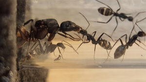 camponotus inicio antverso3