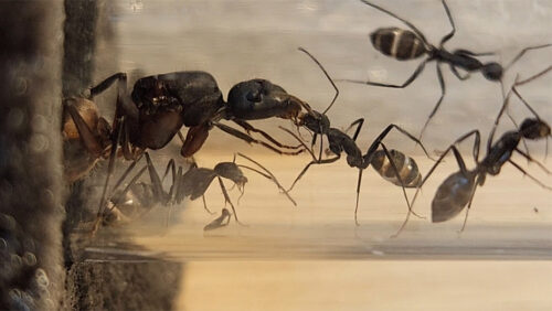 camponotus inicio antverso3